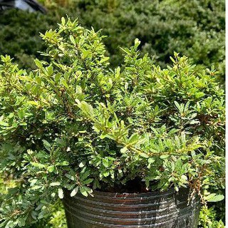 Linh Sam phôi - cây cảnh đẹp - tạo ra bonsai mini