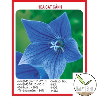 Hạt giống hoa cát cánh 50 hạt