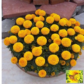 Hạt giống hoa Vạn thọ Cam lùn (30 hạt)