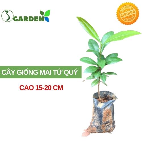 Cây mai tứ quý giống cao 20-25cm cây khỏe mạnh, dễ trồng (ảnh thật số 2)