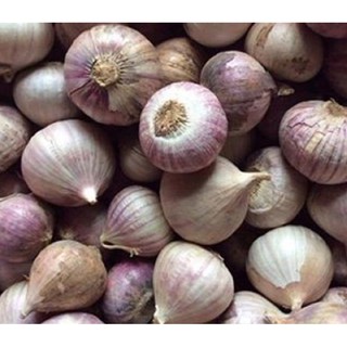 Tỏi cô đơn 1 nhánh💙FREE SHIP💙 tỏi Phan Rang loại 1