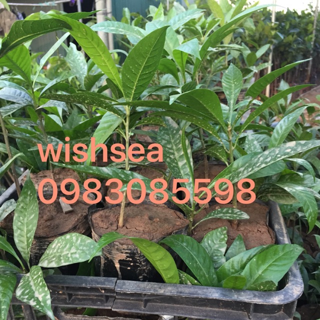 Cây trứng gà (lê ki ma)