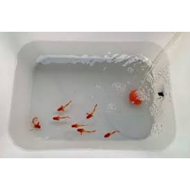 PARAKILL - Chuyên Sử Dụng Cho Các Trường Hợp Nấm trên Cá Cảnh