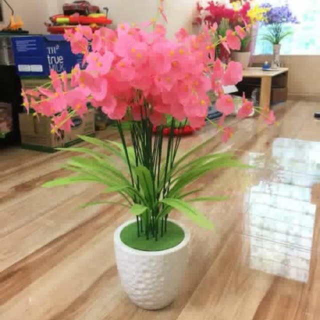 10 bó lan vũ nữ