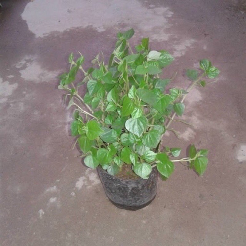 cây rau càng cua - rau tiêu cây xanh tươi sức sống mạnh, phát triển ra nhanh (chỉ giao tphcm)