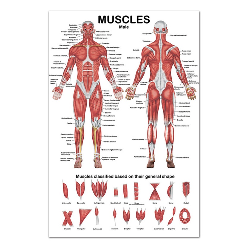 Doublebuy Muscular System Anatomical Chart Muscle Anatomy Poster 19.69'' x 27.56''