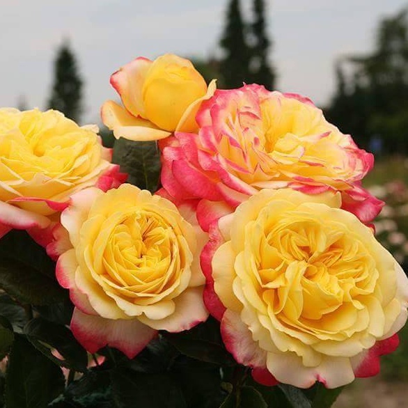 Hoa Hồng Leo Kordes Jubillee Rose Vàng Mơ Viền Hồng Sen - vườn hoa melinhrose
