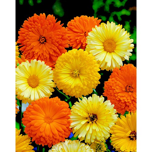 Hạt giống hoa cúc susi nhiều màu đẹp trồng chậu, sân vườn ban công tỉ lệ nảy mầm cao 0,1g RADO 818