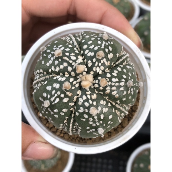 Xương rồng aster