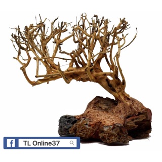 Lũa bonsai đồng giá 89K