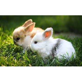 Đèn học chống cận hình thỏ cao cấp cho bé