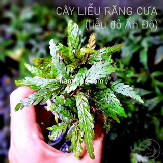 Cây Liễu Răng Cưa - Liễu Đỏ Ấn Độ | Cây thuỷ sinh trung - hậu cảnh