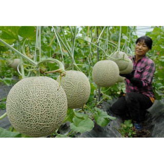 10 Hạt Giống Dưa Lưới Qủa Tròn Vỏ Xanh Giống Nhật Siêu Ngọt Tặng Kèm Kích Mầm