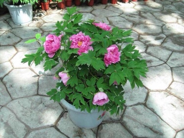 Củ hoa mẫu đơn cánh kép bông to hoa đẹp