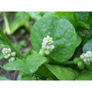 HẠT GIỐNG MỒNG TƠI(CHẤT LƯỢNG-UY TÍN)
