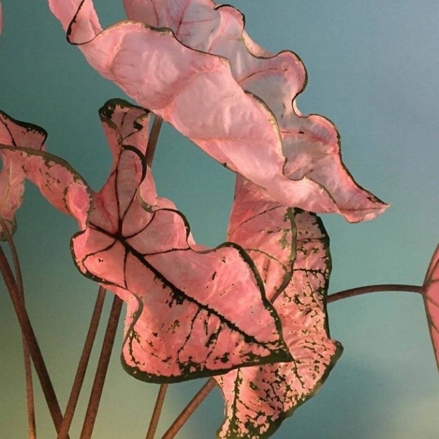 sắc màu caladium(quynhnhu1199)