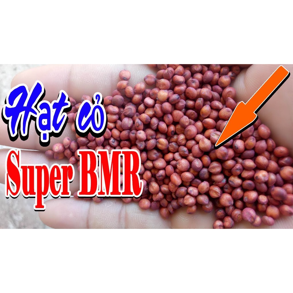 Hạt giống cỏ Sudan Super BMR - Cỏ Họ Ngô (gói 1kg) - Hạt Giống Cỏ Chăn Nuôi