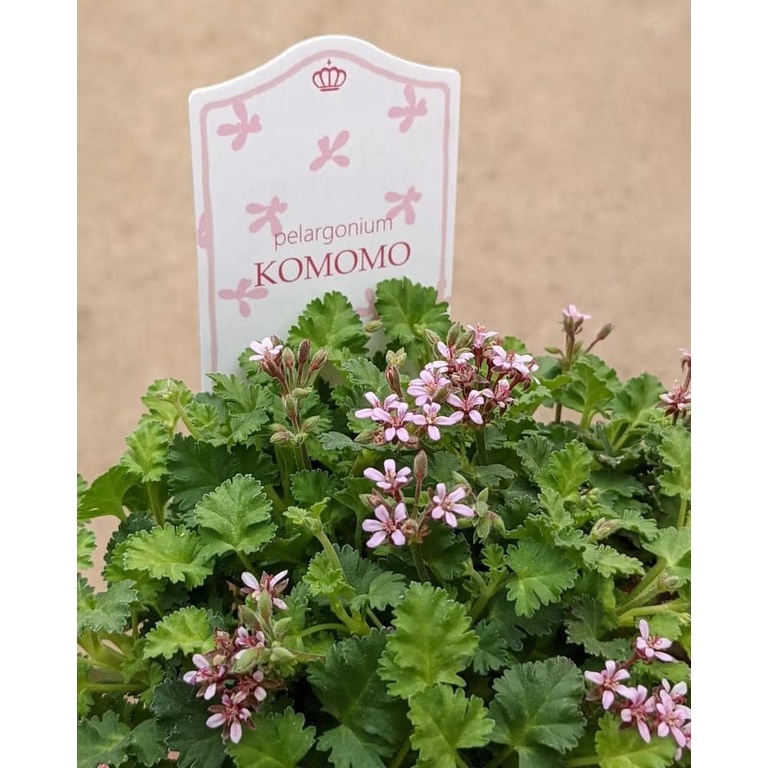 Cây Phong Lữ Táo - Apple Geranium, Rất Thơm Và Dễ Chăm Sóc - Jun Garden