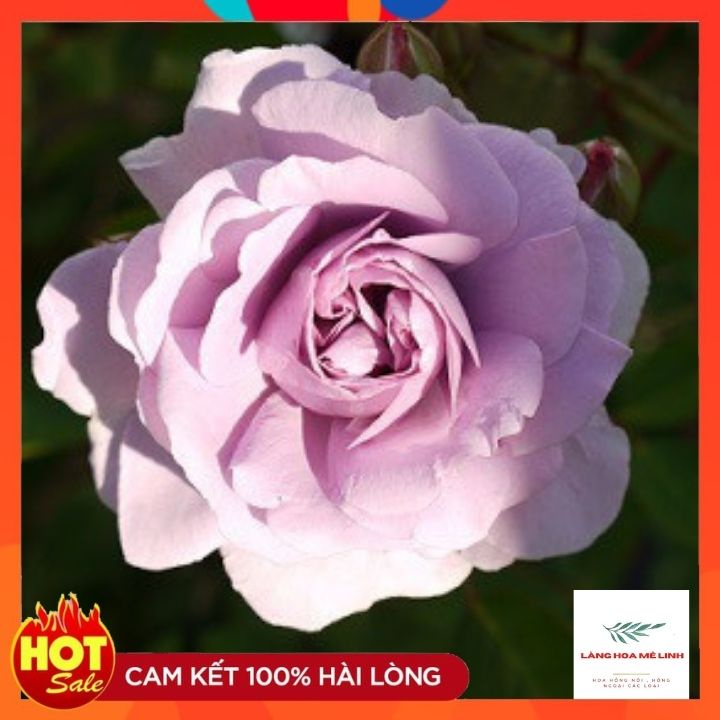 Hoa hồng leo Rainy Blue Rose[ TUYỆT ĐẸP] Nằm trong TOP 10 giống hoa hồng leo Đức đẹp nhất khi về Việt Nam.