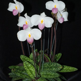 Hoa phong lan hài hồng bóc rừng 1 cây