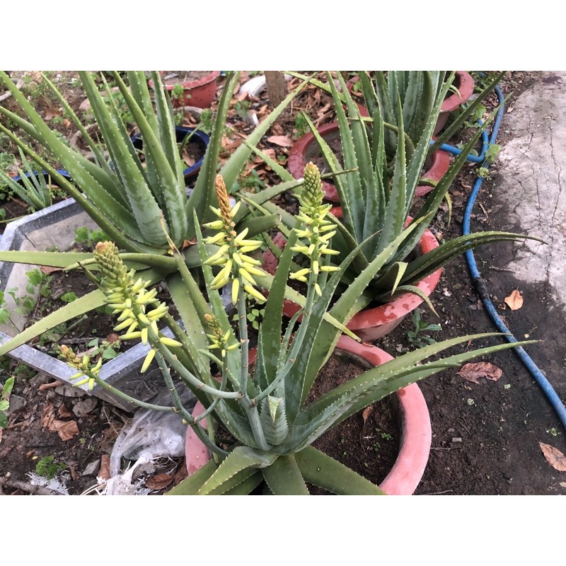 Cây Nha Đam   Giống Nhật.