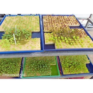 Mút xốp ươm hạt loại 96 viên