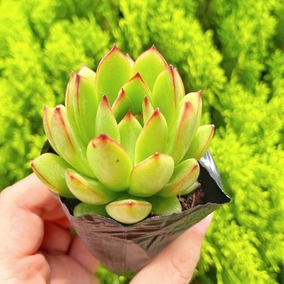 Sen đá viền lửa lá nhọn 5-7cm - Vườn sen đá