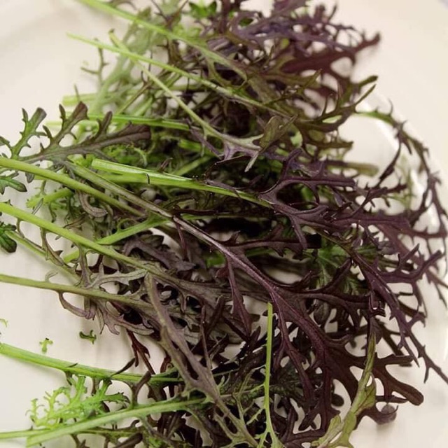 Hạt giống cải nhật Mizuna đỏ