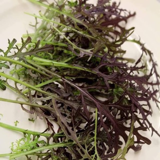 Hạt giống cải Mizuna đỏ Nhật Bản- Gói 5gram - GM 90%