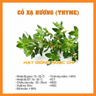 Hạt Giống Cỏ Xạ Hương (Thyme) - 100 Hạt