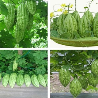 Hạt giống khổ qua ( khổ qua mỡ ta ) 10 hạt (TẶNG gói kích thích hỗ trợ hạt nảy mầm)