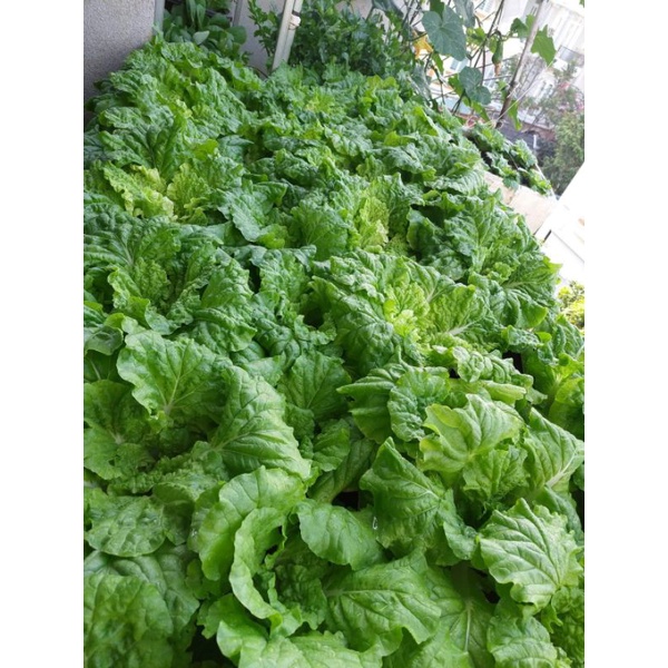 300 HẠT GIỐNG CẢI  BEIJING CHOI MỸ