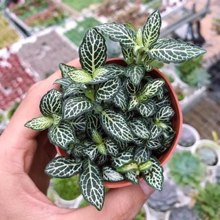 Cẩm nhung - Lá may mắn - Màu Xanh & Đỏ