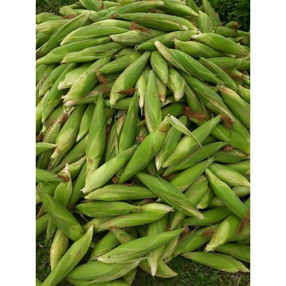 Hạt giống ngô  nếp trắng lai F1 HN88