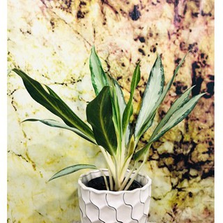 CÂY GIỮ TIỀN, CÂY KIỂNG PHONG THỦY, CÂY CẢNH ĐỂ BÀN THU HÚT TÀI LỘC