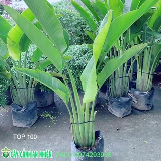 Cây Chuối Rẻ Quạt (chỉ giao hoả tốc)