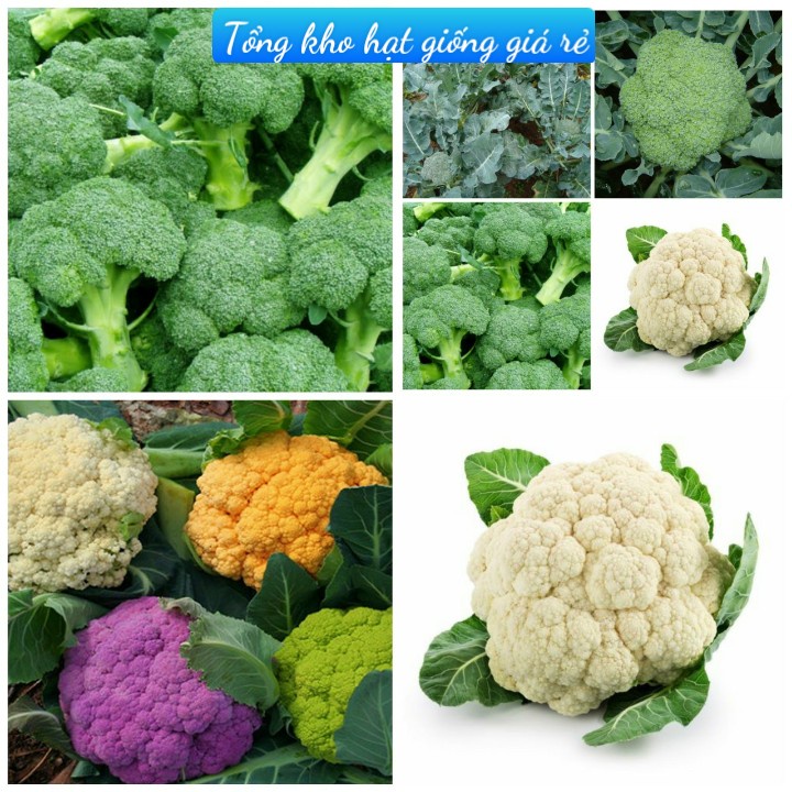 (Gói 150 hạt) Hạt giống súp lơ nhiều màu sắc kháng bệnh tốt năng suất cao-Tổng kho hạt giống giá rẻ