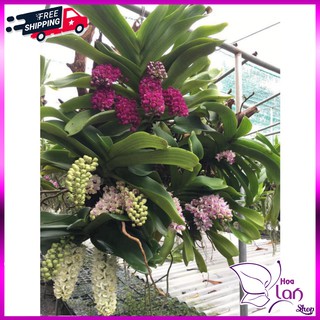 Lan Đai Châu - Ngọc Điểm 🍀MUA 5 TẶNG 1🍀 Cây Giống Nhiều Màu