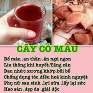 Cây cỏ máu tăng cân 1kg