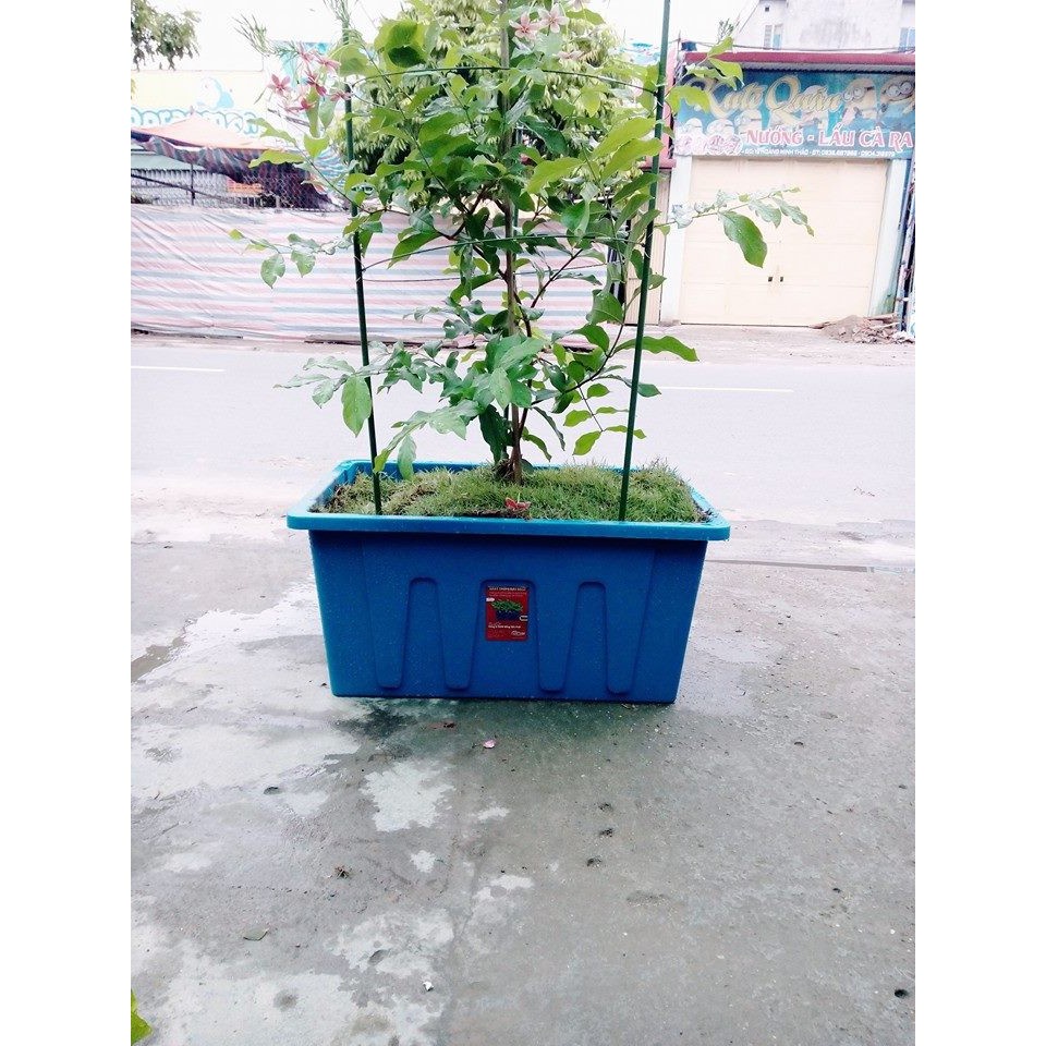 Set 03 Chậu TRỒNG RAU THÔNG MINH CỠ ĐẠI 70 lít chuyên trồng rau, củ, quả, cây ăn trái