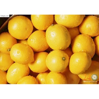 Chanh vàng (Chanh Tây) - Tạo hương thơm