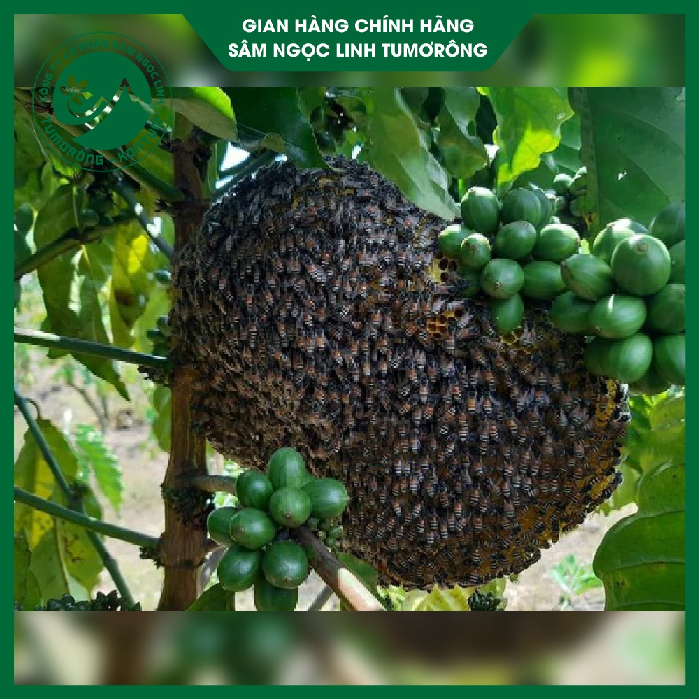 Mật Ong Hoa Cà Phê - Mật Ong Nguyên Chất 100% - Mật Ong Tự Nhiên Tumorong