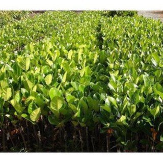 Cây mít thái không hạt