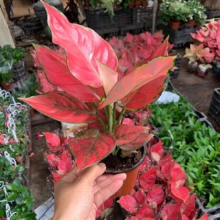 Cây Hồng phát Lộc, cây vạn Lộc lá đỏ