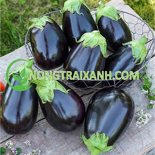 200H - HẠT GIỐNG CÀ TÍM TRÒN QỦA TO