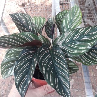 🌿🍒 Combo 02 cây đuôi công sọc tím 🌿🍒