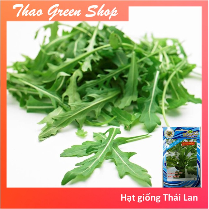 Hạt giống rau xà lách Rocket - Arugula 300 hạt