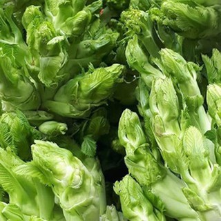 Hạt giống rau cải mầm đá