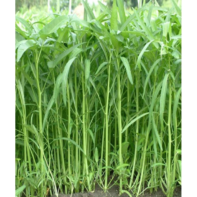 Hat giống rau muống cao sản lá tre KNS1176 - Gói 20gram