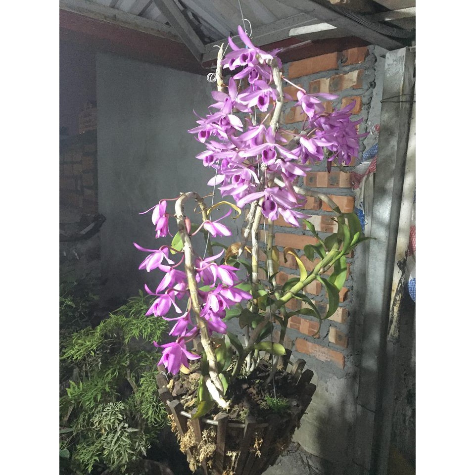 PHI ĐIỆP RỒNG LỬA